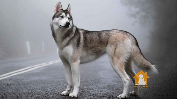 Giống chó Phú Quốc lai Husky