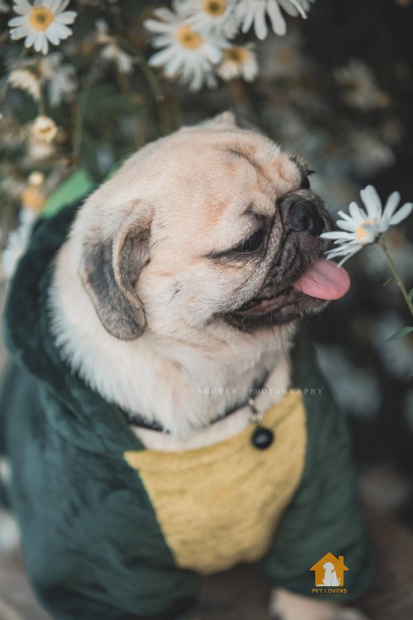 5 giống chó Pug lai phổ biến và được yêu thích nhất hiện nay