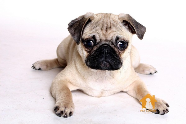 Huấn luyện chó Pug đi vệ sinh đúng chỗ từ khi còn nhỏ