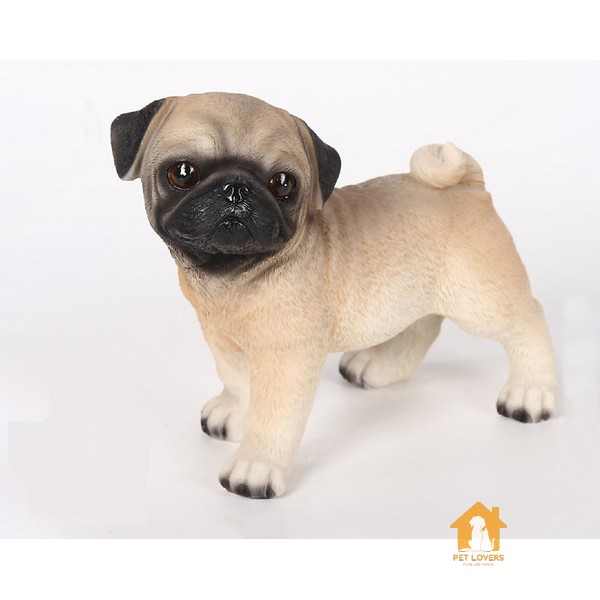 Pug mặt xệ có cơ thể nhỏ nhắn nhưng tròn trịa và cơ bắp