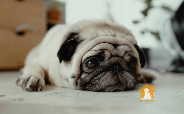 Cách nuôi chó Pug trong thời kỳ sinh sản