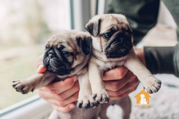 chó Pug bị rụng lông