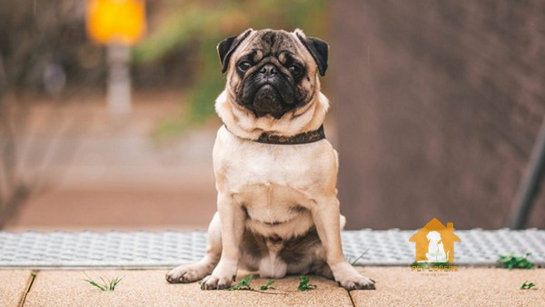 Cách chăm sóc để Pug có bộ lông đẹp, mượt, ít rụng