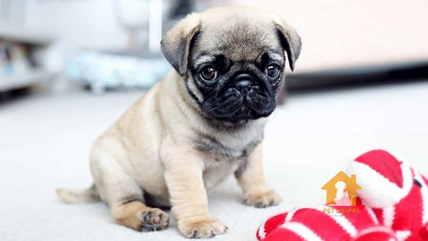 Pug Mini thường được coi là một giống chó có thân hình nhỏ gọn và cứng cáp