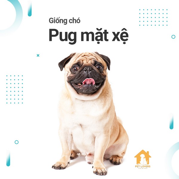 chó pug mặt xệ