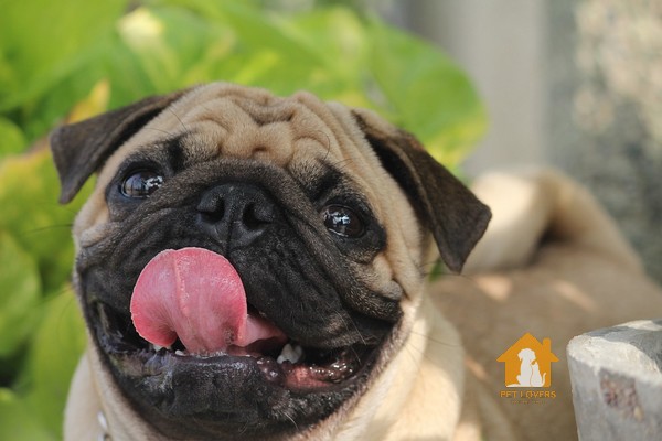 Chó Pug ăn gì theo từng  độ tuổi