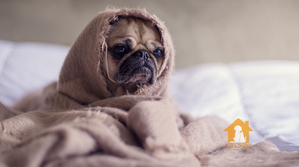 Chó Pug Mini có nguy cơ cao mắc bệnh đĩa đệm