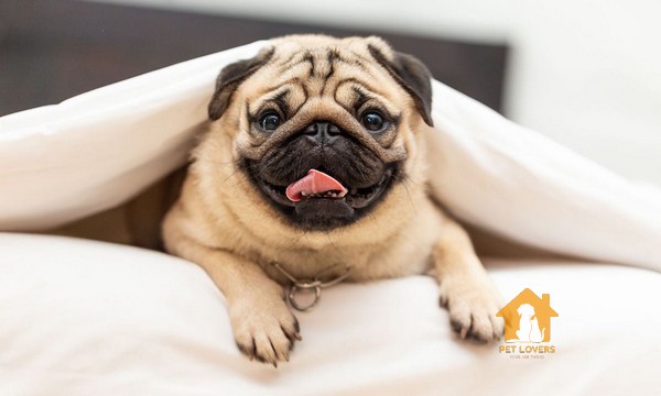 Có một số loại thức ăn không tốt cho chó Pug.