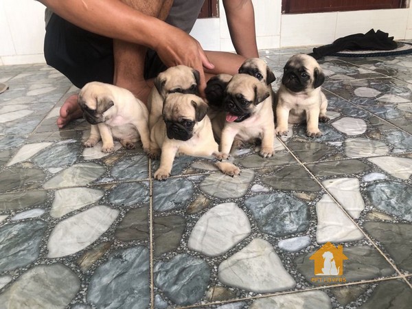 Giá của chó Pug Mini có thể dao động ở nhiều mức giá khác nhau