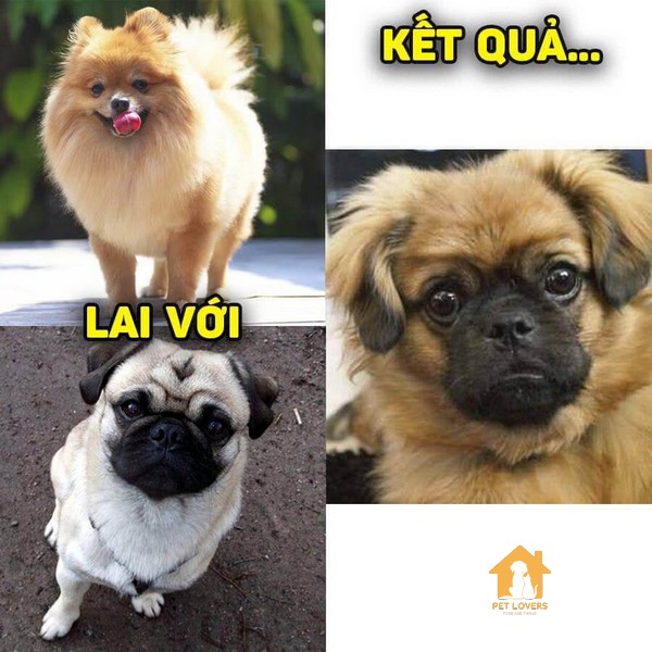 Pug lai Phốc Sóc rất nhanh nhẹn, hoạt bát và tinh nghịch