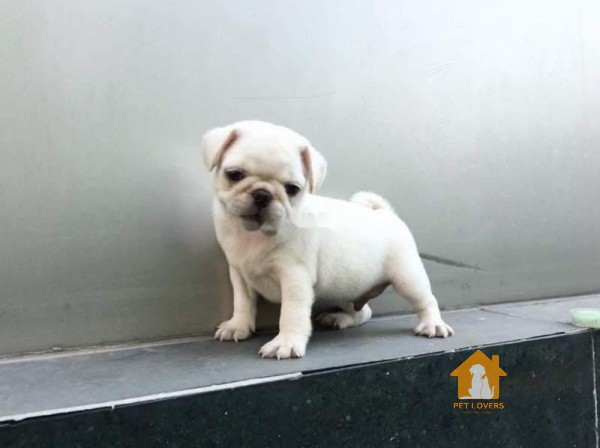 Kinh nghiệm chăm sóc chó pug trắng