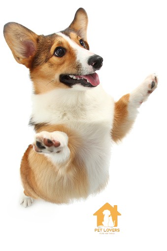 Hình ảnh chó Corgi nhảy theo điệu nhạc