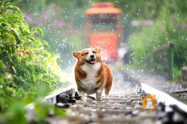 Hình ảnh chó Corgi chơi đùa với nước 