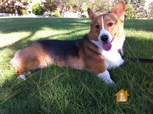 Ảnh chó Corgi đang nằm tắm nắng