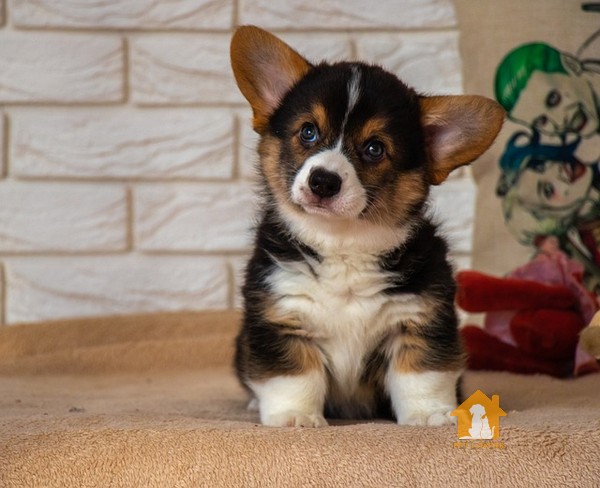 Corgi đang suy nghĩ về tương lai 