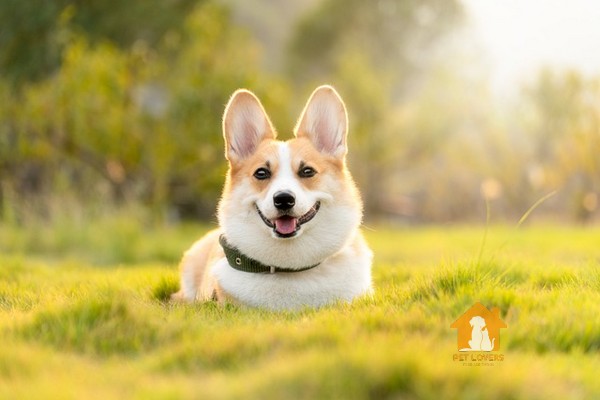 Ảnh chó Corgi