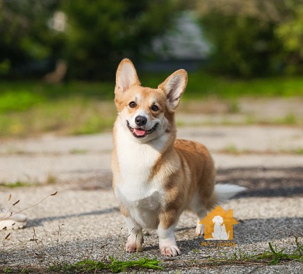 Tính cách trung thành và thân thiện của Chó Corgi