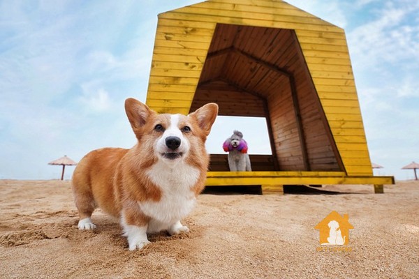 Chó Corgi luôn là giống chó được săn lùng nhiều nhất