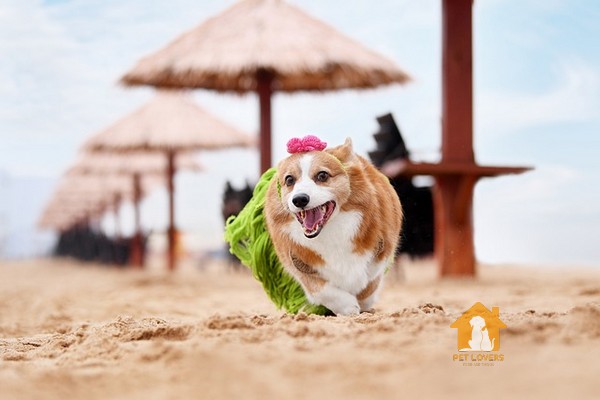 Ảnh chó Corgi cute khi được dẫn đi tắm biển