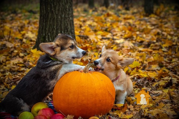 Đói qua điii, cho Corgi ăn thôi các sen ơi