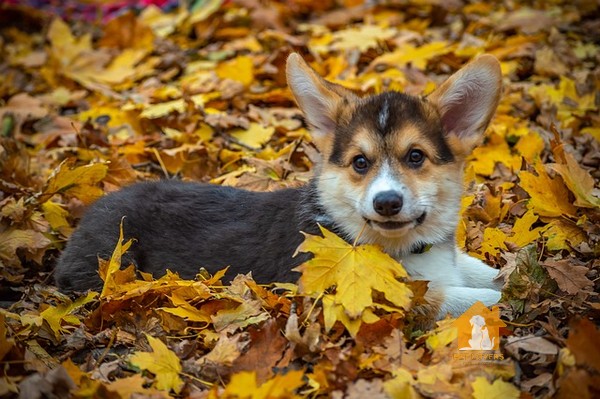 Lá vàng xao xác em  corgi tắm nắng