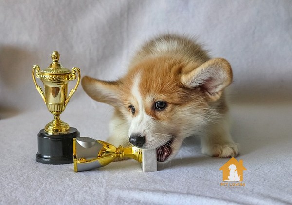 Hình ảnh chó Corgi với chiếc cup của giống chó cute nhất