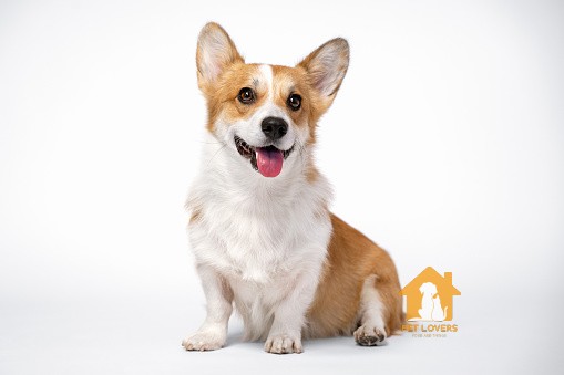 Corgi ngây thơ trong sáng