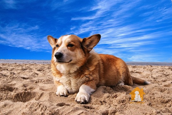 Hình ảnh chó Corgi phơi mình trên bãi cát nhìn ngắm bầu trời trong xanh