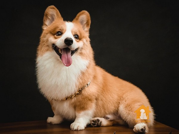 Đôi nét về chó Corgi