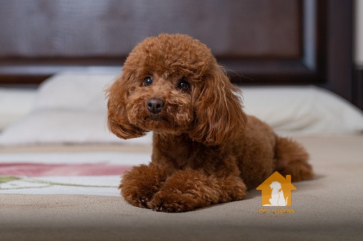 Chó Poodle thông minh dễ dạy bảo