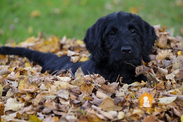 Chó Poodle màu đen có thể sống trung bình từ 10 – 15 năm