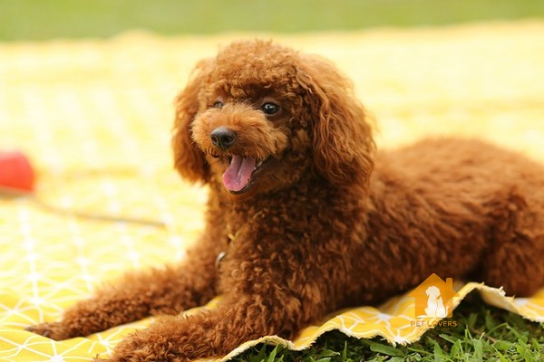 Đặc điểm về ngoại hình của Poodle nâu