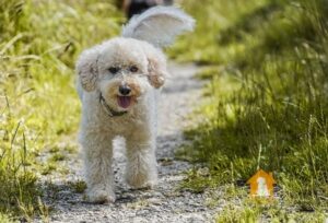 Chế độ dinh dưỡng cho Poodle vàng mơ