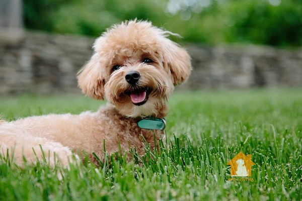 Toy Poodle (size chó Poodle nhỏ)