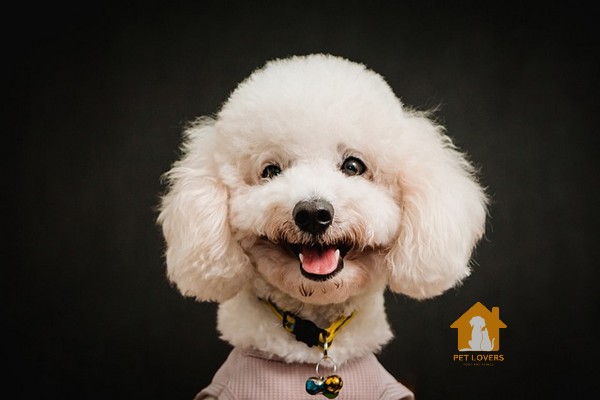 Chó Poodle trắng có đặc điểm nổi bật là bộ lông tuyết tinh khôi