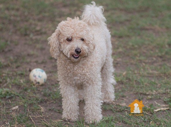 Miniature Poodle (size chó Poodle vừa)