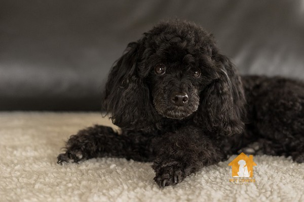 Ảnh chó Poodle đen 