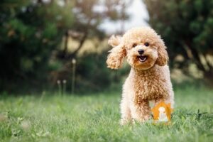 Những bé cún Poodle Toy sở hữu bộ lông xoăn