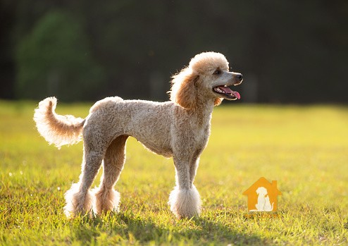 Poodle màu vàng không có bộ lông hoàn toàn màu vàng