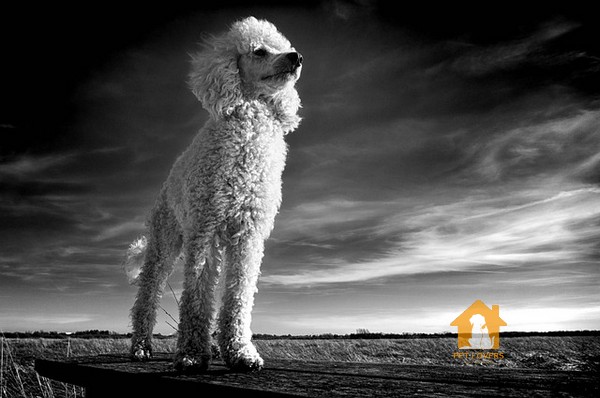 Chó Standard Poodle cao lớn