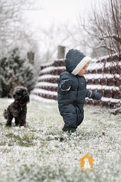 Size chó Poodle có mấy loại