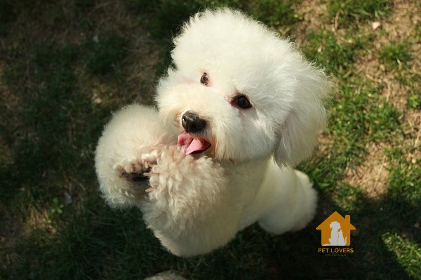 Ảnh chó Poodle đẹp