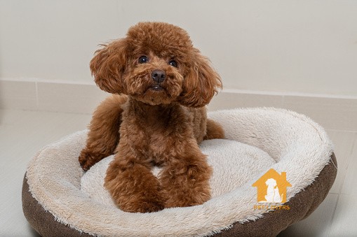 Tiêu chuẩn đánh giá chó Poodle đẹp