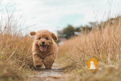 Size chó Poodle