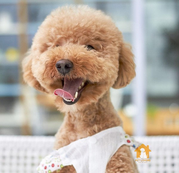 Chó Toy Poodle nặng khoảng 4 kg