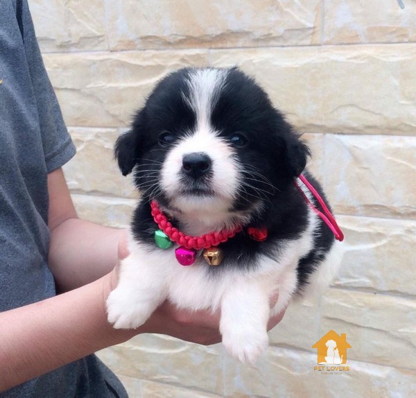 Chó Poodle giá 4 triệu là giống thuần chủng hay giống lai?