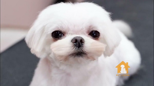 Mặt của chó Bắc Kinh lai Poodle thường có hình dạng tròn và đáng yêu