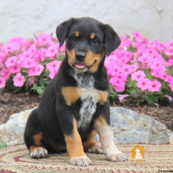 Chó Becgie lai Rottweiler 