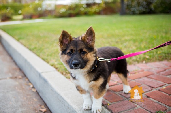 Becgie lai Corgi