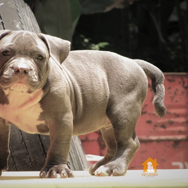 Exotic Bully , còn khá mới lạ đối với cộng đồng chó Bully